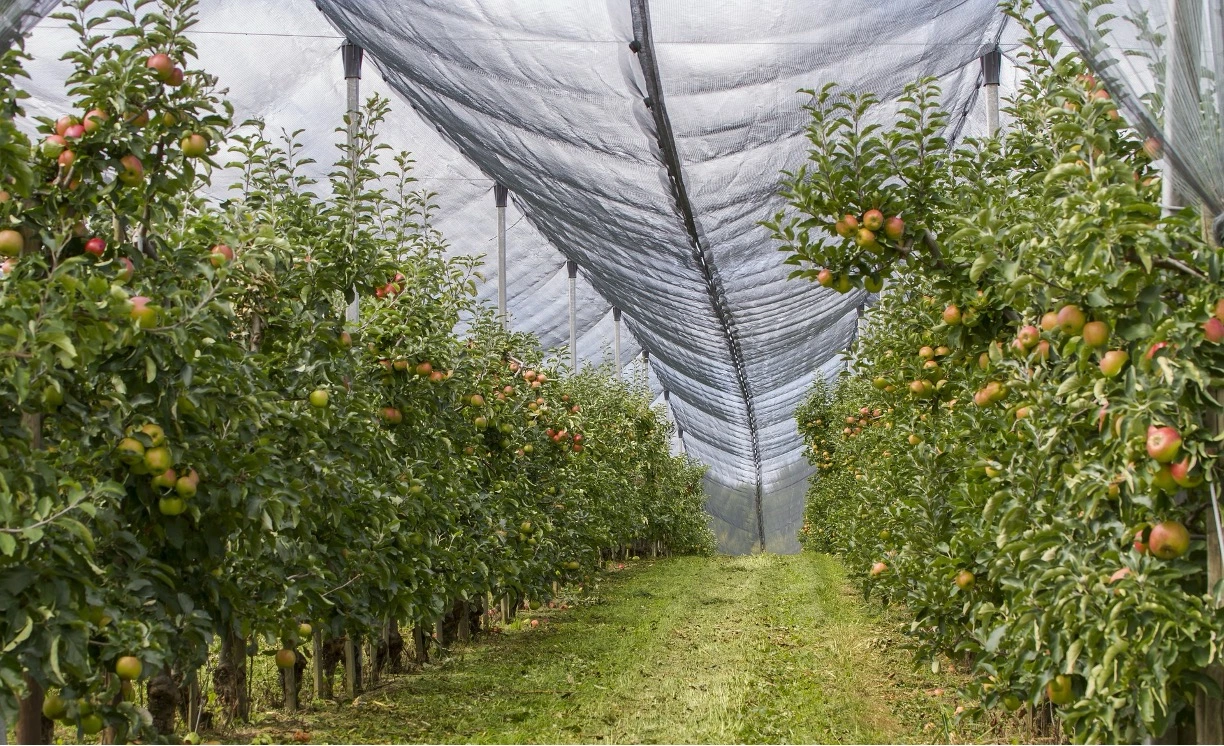 Agriculture Producer